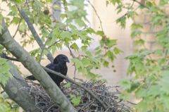 Corneille noire - Corvus corone - Carrion Crow <br>Paris