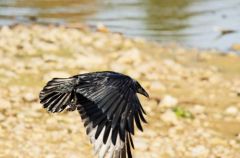 Corneille noire -  Corvus corone<br>Carrion Crow<br>Vendée