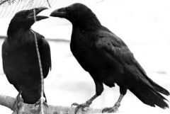 Grands Corbeaux -  Corvus corax<br>Northern Raven<br>Captivité
