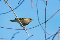 Pinson des arbres ♂ -  Fringilla coelebs - Common Chaffinch<br>Vendée