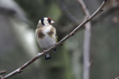 Chardonneret élégant -  Carduelis carduelis - European Goldfinch<br>Vendée