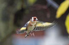 Chardonneret élégant -  Carduelis carduelis - European Goldfinch<br>Vendée