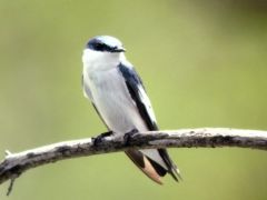 Hirondelle à ailes blanches - Tachycineta albiventer - White-winged Swallow - Guyane