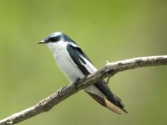 Hirondelle à ailes blanches - Tachycineta albiventer - White-winged Swallow - Guyane