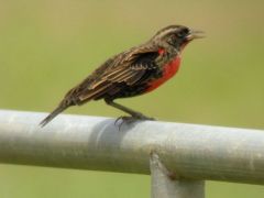 Sturnelle militaire ♂ -  Sturnella militaris<br>Red-breasted Blackbird - Guyane