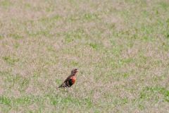 Sturnelle militaire ♂ - Sturnella militaris - Red-breasted Blackbird - Guyane