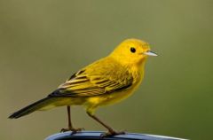 Paruline jaune ♂ -  Dendroica petechia<br>Yellow Warbler<br>Saint-Martin