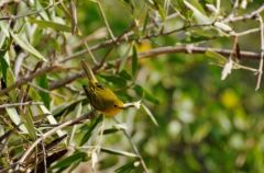 Paruline jaune ♂ - Dendroica petechia<br>Yellow Warbler - Saint-Martin