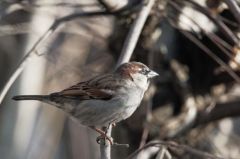 Moineau domestique ♂  -  Passer domesticus<br>House Sparrow<br>Région parisienne