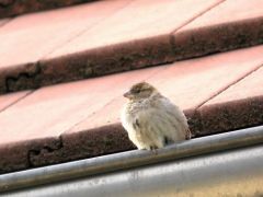 Moineau domestique (juvénile) -  Passer domesticus<br>House Sparrow<br>Région parisienne