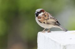 Moineau domestique ♂ - Passer domesticus - House Sparrow<br>Tamil Nadu - தமிழ் நாடு  - Nilgiris