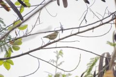 Pouillot de Tytler - Phylloscopus tytleri - Tytler's Leaf Warbler<br>Tamil Nadu - தமிழ் நாடு