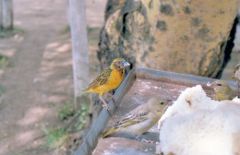 Tisserins intermédiaires ♂  -  Ploceus intermedius<br>Lesser Masked Weaver<br>Kenya