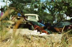 Choucador de Hildebrandt -  Lamprotornis hildebrandti<br>Hildebrandt’s Starling<br>Kenya