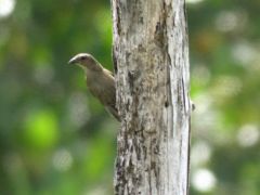 Tangara à crête fauve - Sylvia atricapilla - Eurasian Blackcap - Guyane