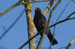 Merle noir ♂ -  Turdus merula<br>Common Blackbird<br>Région parisienne