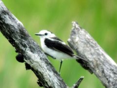 Moucherolle pie - Fluvicola pica - Pied Water Tyrant - Guyane