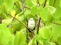 Moucherolle pie - Fluvicola pica - Pied Water Tyrant - Guyane