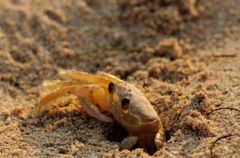 Crabe fantôme - Ocypode quadrata - Ocypodidae<br>Saint-Martin