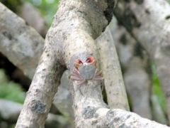 Crabe de la Mangrove<i><br>La Contée, Roura - Guyane