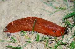 Limace rouge - Arion rufus - Mollusque Gastéropodes<br>Région parisienne