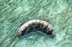 Holothurie ou Concombre de mer - Holothuroidea<br>Floride