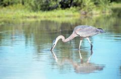 Grand héron bleu - Ardea herodias - Great Blue Heron<br>Floride