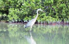 Grand héron bleu - Ardea herodias - Great Blue Heron<br>Floride