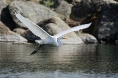 Grande Aigrette - Ardea alba - Great Egret - Saint-Martin