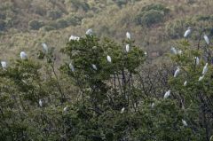 Grande Aigrette - Ardea alba - Great Egret<br>Saint-Martin