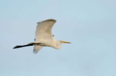 Grande Aigrette - Ardea alba - Great Egret<br>Saint-Martin