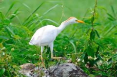 Héron garde-boeufs - Bubulcus ibis - Western Cattle Egret</i><br>Saint-Martin