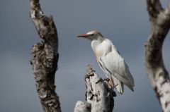 Héron garde-boeufs - Bubulcus ibis - Western Cattle Egret - Saint-Martin