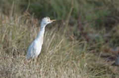 Héron garde-boeufs - Bubulcus ibis - Western Cattle Egret<br>Saint-Martin
