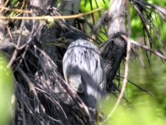 Héron strié - Butorides striata - Striated Heron<br>Guyane