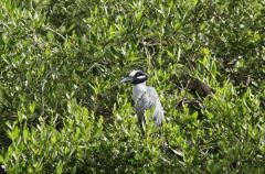 Bihoreau violacé - Nyctanassa violacea - Yellow-crowned Night Heron - Saint-Martin