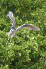 Bihoreau gris - Nycticorax nycticorax - Black-crowned Night Heron - Saint-Martin