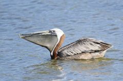 Pélicans Bruns - Pelecanus occidentalis - Brown Pelican<br>Saint-Martin
