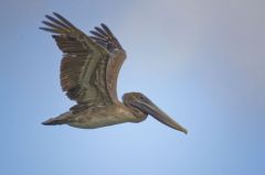 Pélican Brun (juvenile) - Pelecanus occidentalis - Brown Pelican<br>Saint-Martin