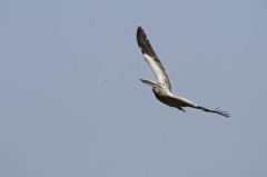 Pélican à bec tacheté - Pelecanus philippensis - Spot-billed Pelican<br>Tamil Nadu - தமிழ் நாடு  - Vedanthangal