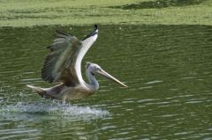 Pélican à bec tacheté - Pelecanus philippensis - Spot-billed Pelican<br>Tamil Nadu - தமிழ் நாடு  - Vedanthangal