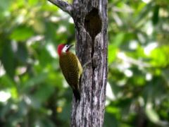 Pic de Cayenne ♂ - Colaptes punctigula - Spot-breasted Woodpecker - Guyane
