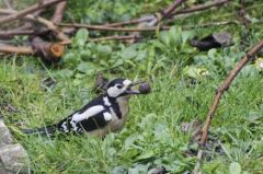 Pic épeiche ♀ - Dendrocopos major - Great Spotted Woodpecker<br>Région parisienne
