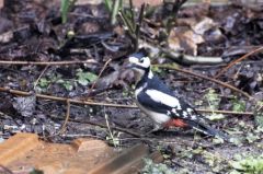 Pic épeiche ♀ - Dendrocopos major - Great Spotted Woodpecker<br>Région parisienne</i> 