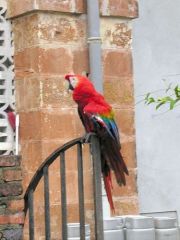 Ara rouge - Ara macao - Scarlet Macaw<br>Guyane
