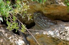 Chevêche d'Athéna - Athene noctua<br>Little Owl<br>Vendée