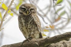 Chevêche brame (Athene brama - Spotted Owlet)<br>Tamil Nadu - தமிழ் நாடு - Vedanthangal 