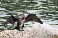 Grand Cormoran - Phalacrocorax carbo - Great Cormorant<br>Vendée