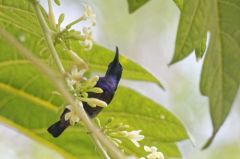 Souimanga de Loten - Cinnyris lotenius - Loten's Sunbird<br>Tamil Nadu - தமிழ் நாடு