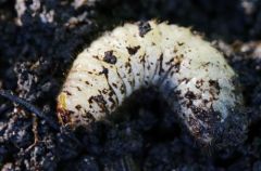 Cétoine dorée (larve)<i><br>Cetonia aurata<br>Vendée